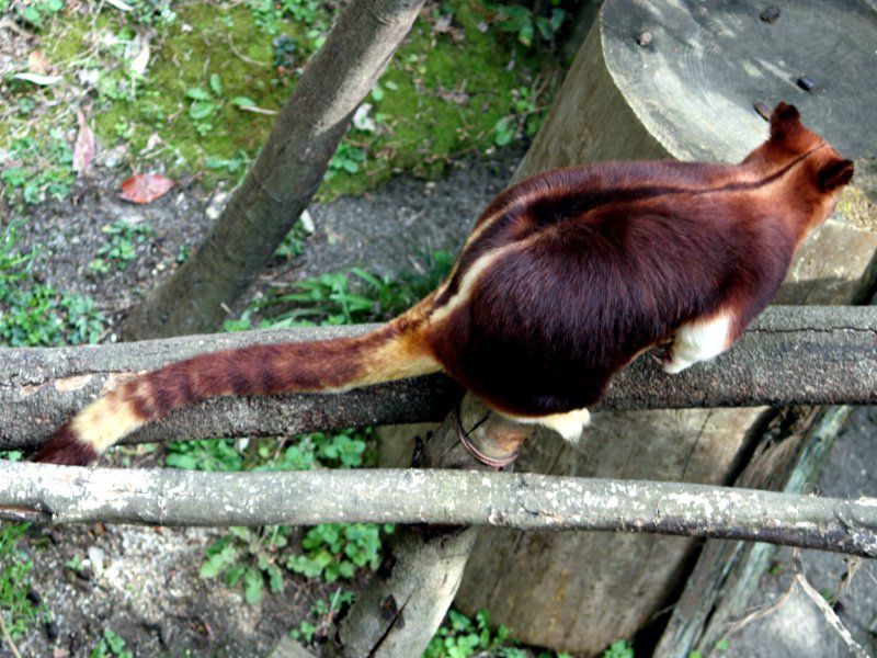 ZXWLm{JK[iwؖؓoKangarooj