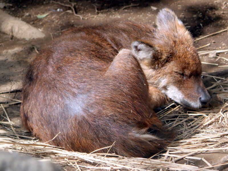 Dhole