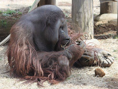 オランウータン（Orang utan