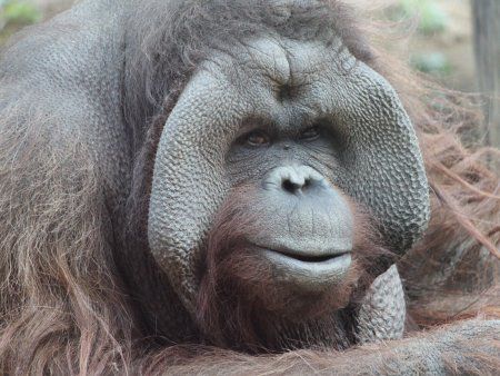 オランウータン（Orang utan）【かぎけんWEB】