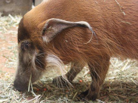 アカカワイノシシ 赤河猪 かぎけんweb