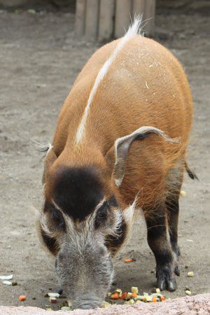 アカカワイノシシ 赤河猪 かぎけんweb