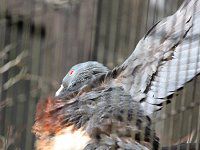 �I�I�I�~�J�h�o�g