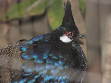パラワン コクジャク Palawan Ppeacock かぎけんweb パラワン コクジャク Palawan Ppeacock かぎけんweb