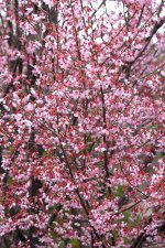 オカメザクラ おかめ桜 かぎけんweb