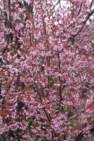 オカメザクラ おかめ桜 かぎけんweb