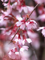 オカメザクラ おかめ桜 かぎけんweb