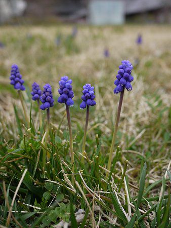 ムスカリ Muscari かぎけんweb