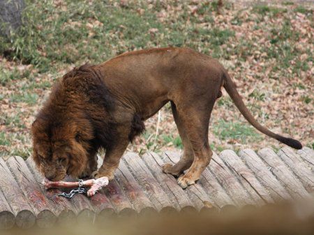 多摩動物園 11年4月3日 かぎけんweb 多摩動物園 11年4月3日 かぎけんweb