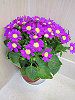 TClA(Cineraria)