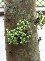 �t�B�J�X�E�o���G�K�^