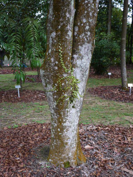 iKnAfN Syzygium lineatumtg