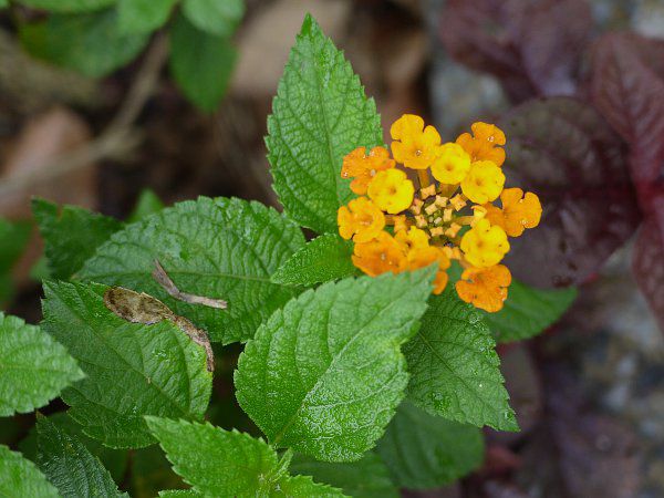 Lantana camara(^i EJ}) 