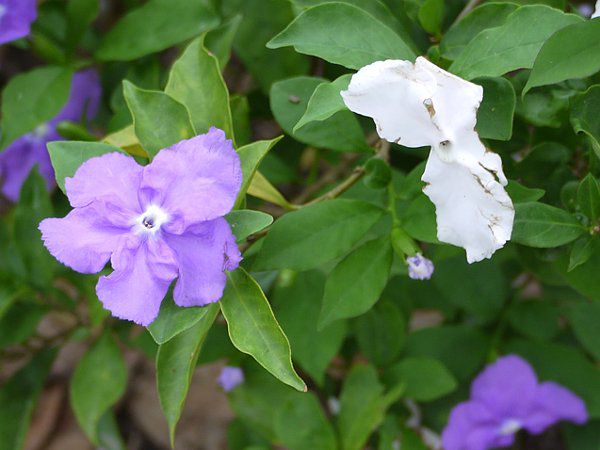 utFVAEJVi(Brunfelsia calycina)
