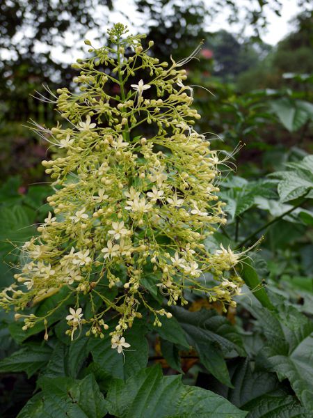 Clerodendrum paniculatum 'Aiba'