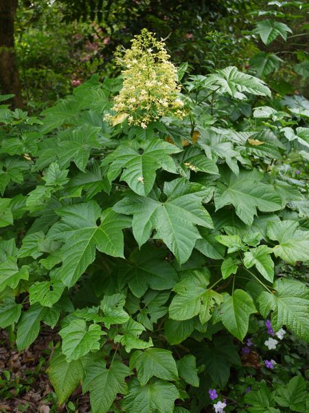 NfhEXyLI[T(Clerodendrum speciosum)