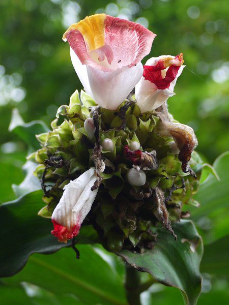 RX^XEJkVAkX(Costus lucanusianus)