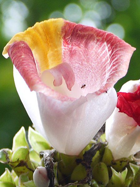 RX^XEJkVAkX(Costus lucanusianus)