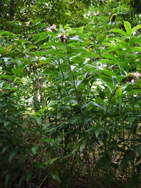 RXcXEJkVAkX(Costus lucanusianus)