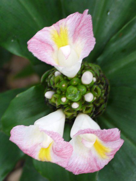 RXcXEJkVAkX(Costus lucanusianus)