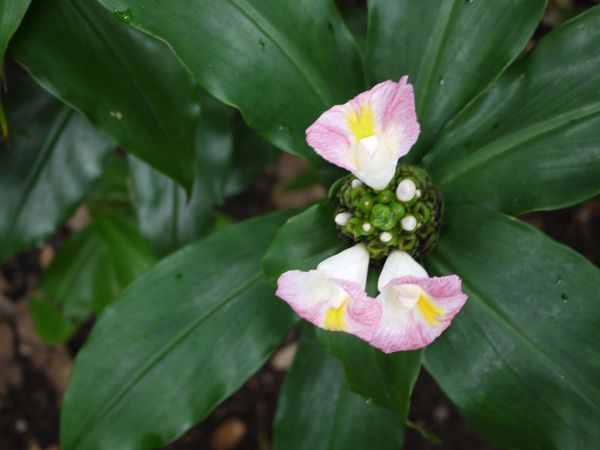 RX^XEJkVAkX(Costus lucanusianus)