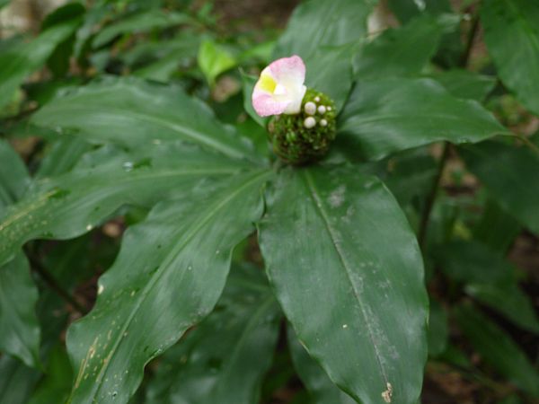 RXcXEJkVAkX(Costus lucanusianus)