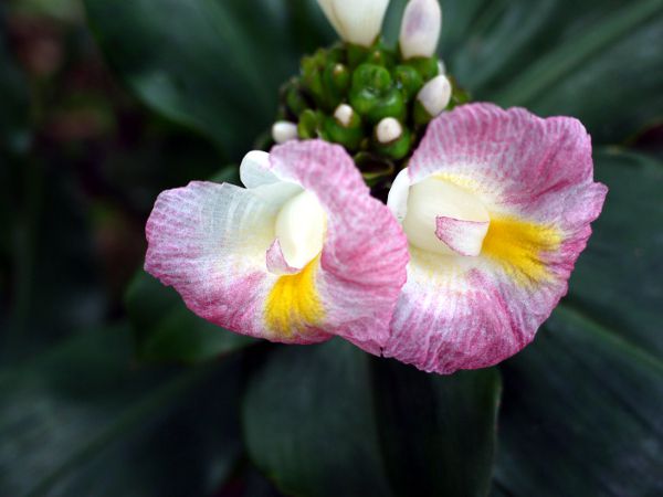 RXcXEJkVAkX(Costus lucanusianus)