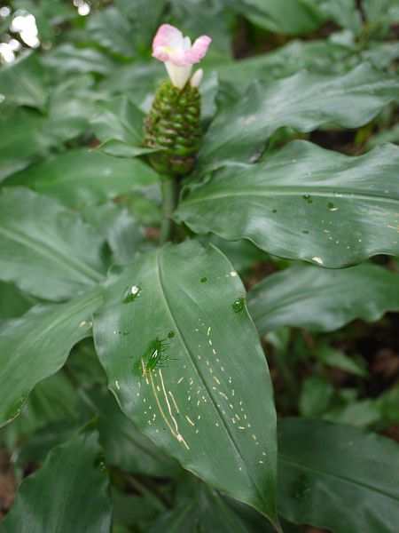 RX^XEJkVAkX(Costus lucanusianus)