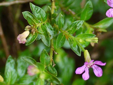 クフェア ヒッソピフォリア Cuphea Hyssopifolia かぎけんweb クフェア ヒッソピフォリア Cuphea Hyssopifolia かぎけんweb