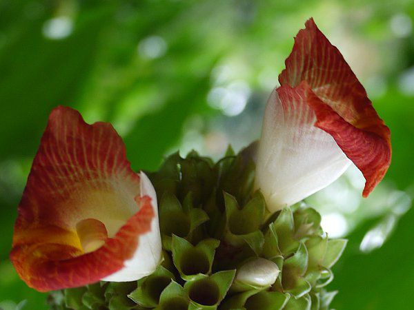 RX^XEXsX(Costus spiralis)?