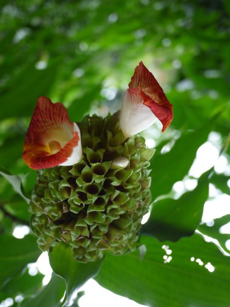 RX^XEXsX(Costus spiralis)