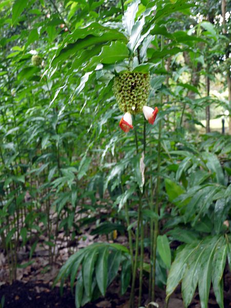 RX^XEXsX(Costus spiralis)
