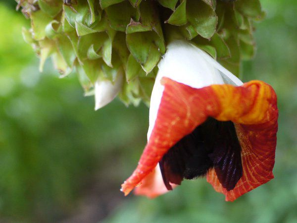 RX^XEXsX(Costus spiralis)