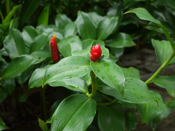 RX^XEXsXiCostus spiralis 'Strawberry Bud'j 