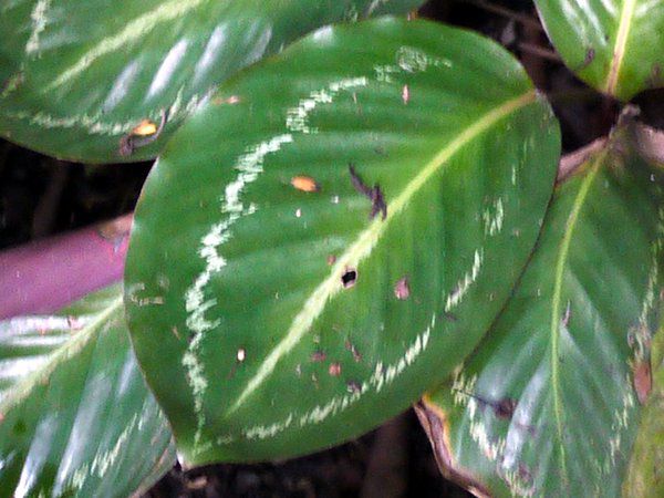 JeAEGZl(Calathea loeseneri)