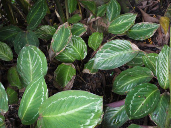 JeAEGZl(Calathea loeseneri)