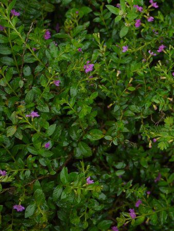 クフェア ヒッソピフォリア Cuphea Hyssopifolia かぎけんweb クフェア ヒッソピフォリア Cuphea Hyssopifolia かぎけんweb