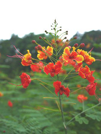 オオゴチョウ 黄胡蝶 かぎけんweb