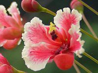 Caesalpinia pulcherrima rosea