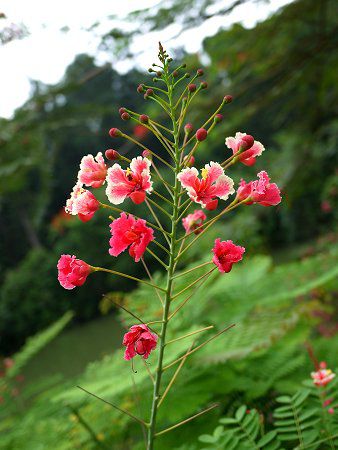 Caesalpinia pulcherrima rosea