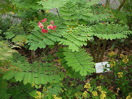 Caesalpinia pulcherrima rosea