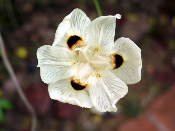 fBGeXErR(Dietes bicolor)