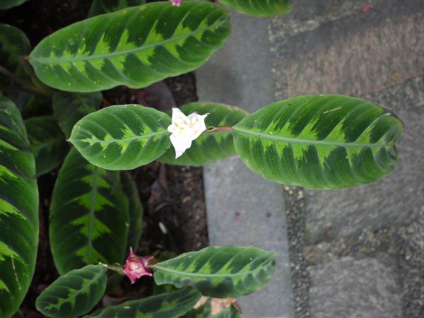 Calathea warscewicziiioZrb`j