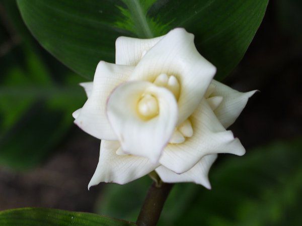 Calathea warscewicziiioZrb`j