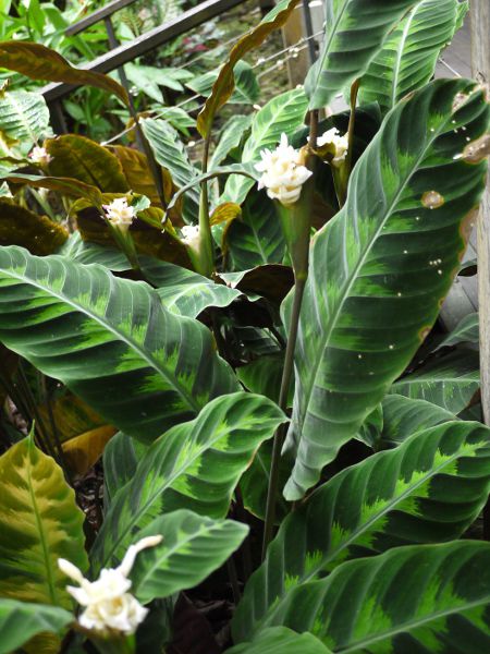 CalatheaiJeAj