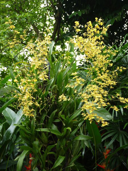 IVWE(Oncidium) 