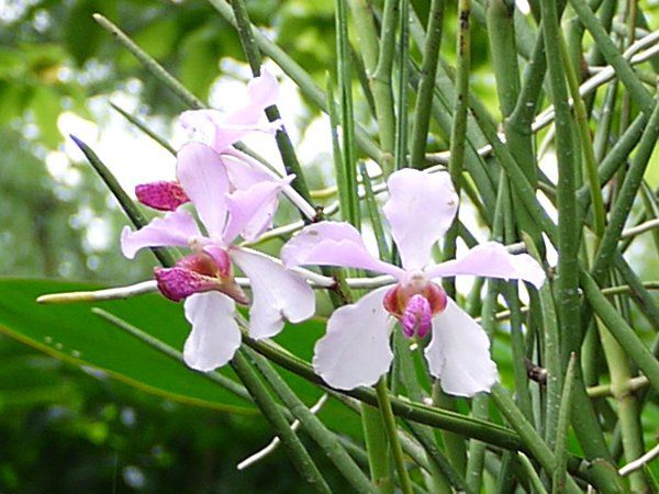 Vanda 'Miss JoaquimVK|[Y