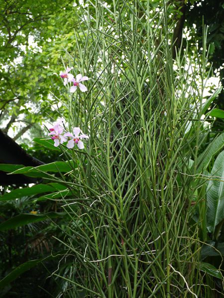 Vanda 'Miss Joaquim'