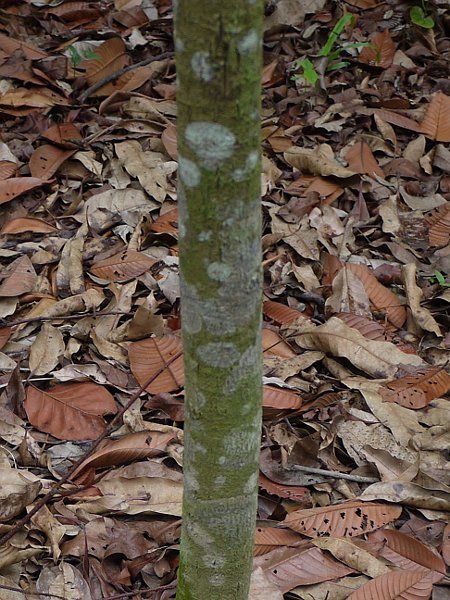 Dipterocarpus cornutus