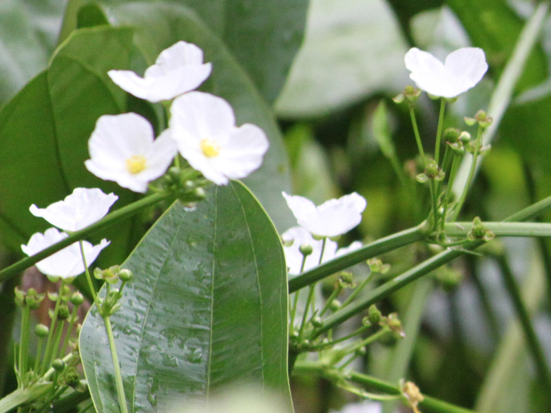 echinodorus-palaefolius